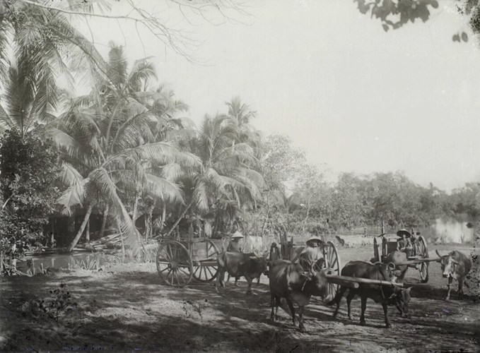 Đoàn xe bò vận chuyển lương thực (ngũ cốc,...) trên đường Cái Quan (Quốc lộ 1 ngày nay) ở Thủ Đức, các chuyến hàng này xuất phát từ Sài Gòn và kết thúc ở Phan Thiết. Ảnh tư liệu